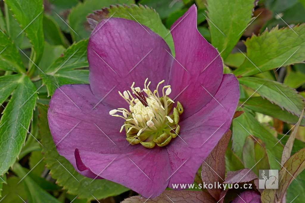 Helleborus orientalis ´Pretty Ellen Red´