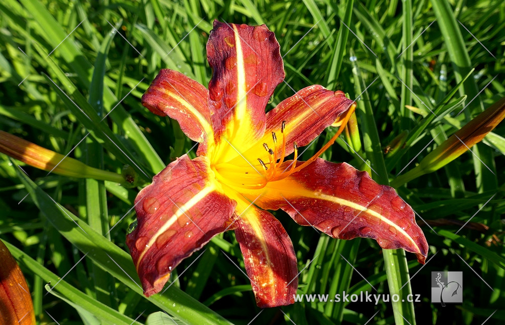 Hemerocallis ´Autumn Red´