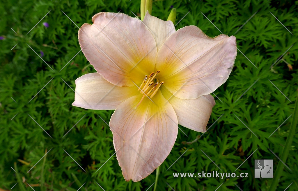 Hemerocallis hybrida ´Catherine Woodbury´