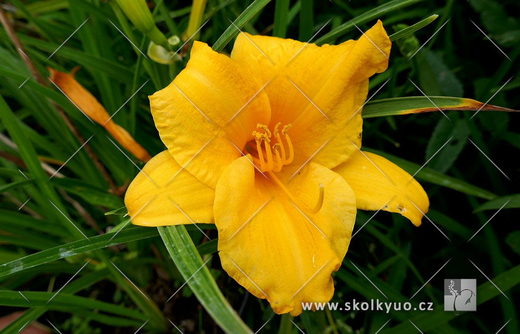 Hemerocallis ´Stella de Oro´