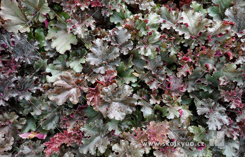 Heuchera americana ´Melting Fire±´