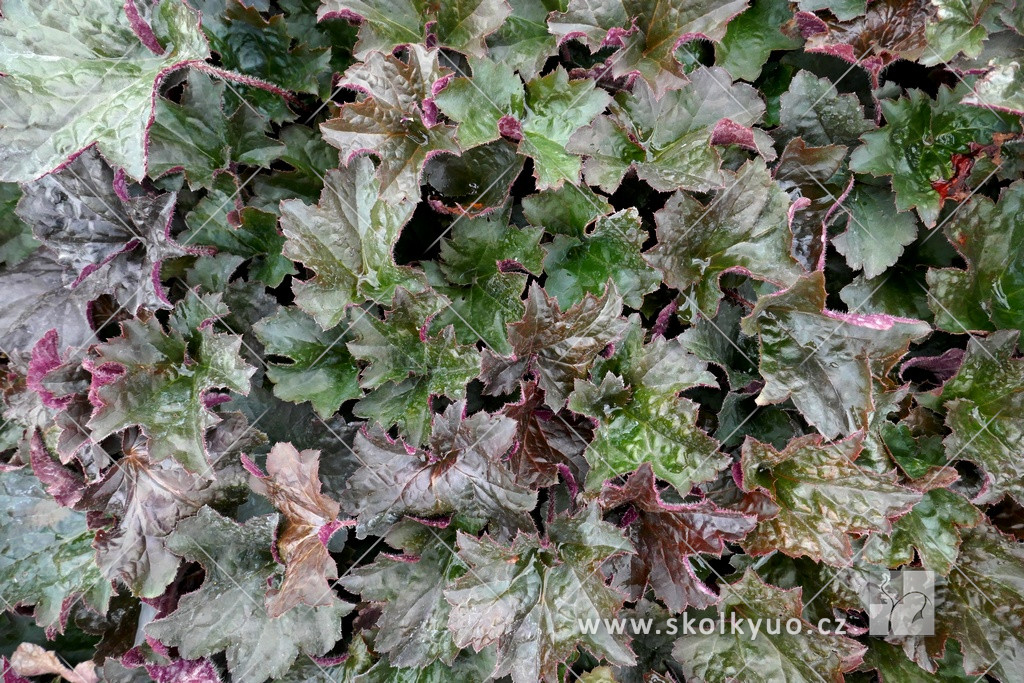 Heuchera americana ´Palace Purple´