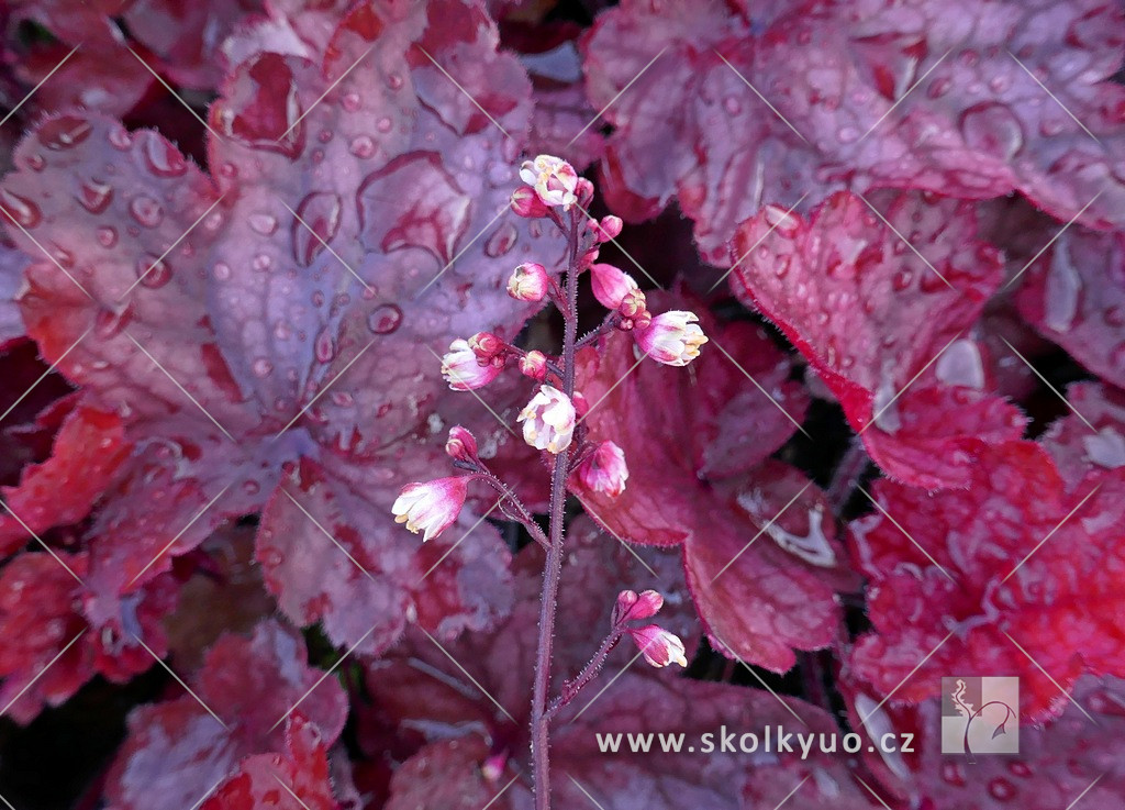 Heuchera ´Fire Chief´