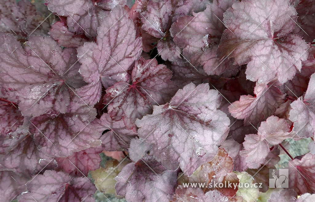 Heuchera ´Grape Soda´