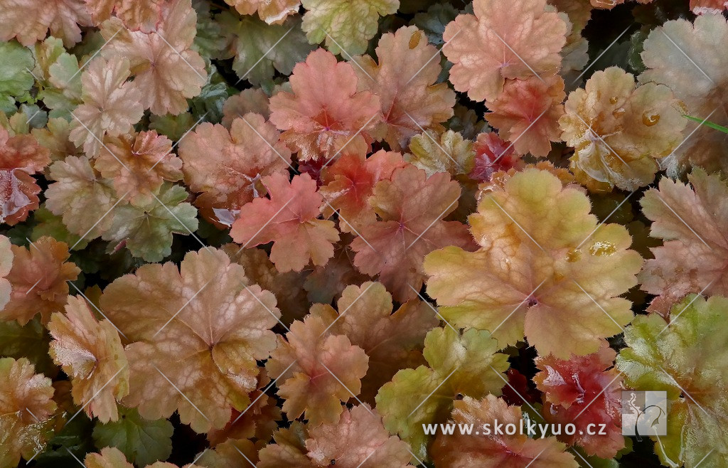 Heuchera ´Cherry Cola´