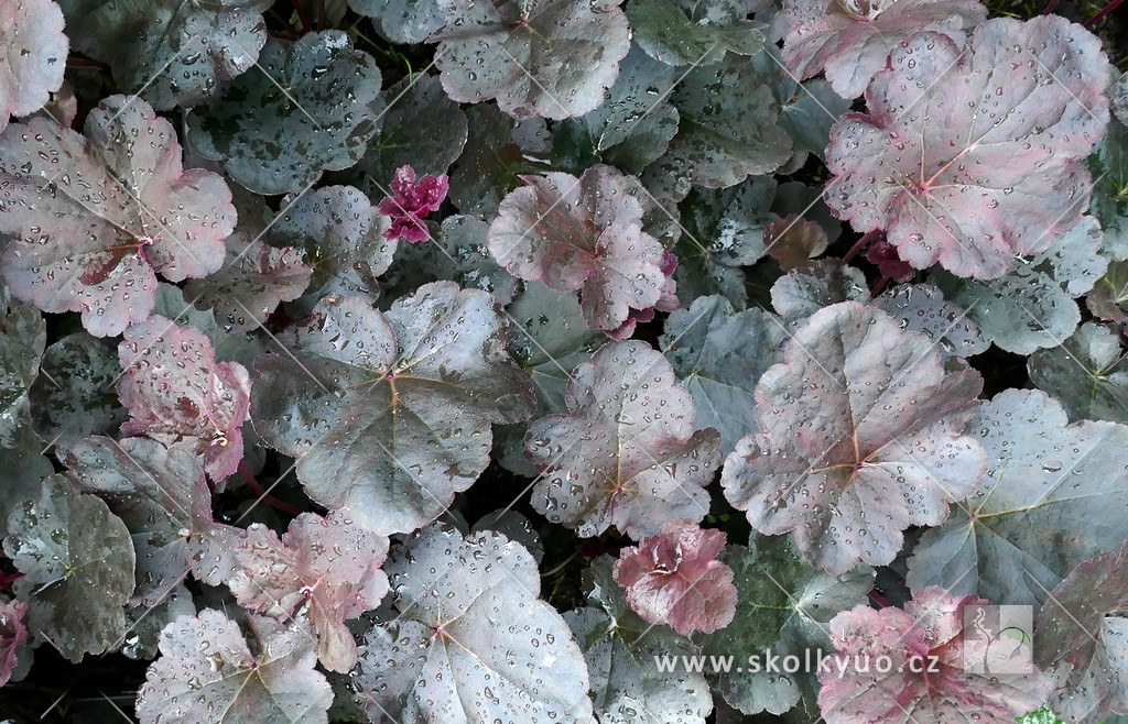 Heuchera ´Obsidian´