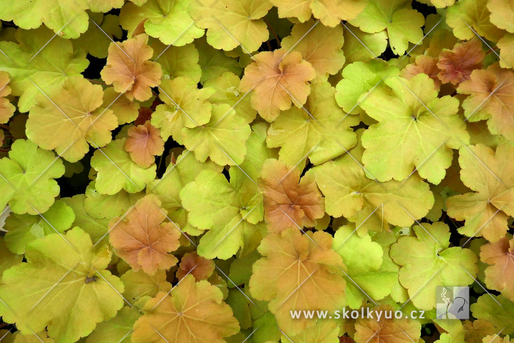 Heuchera villosa ´Kassandra´