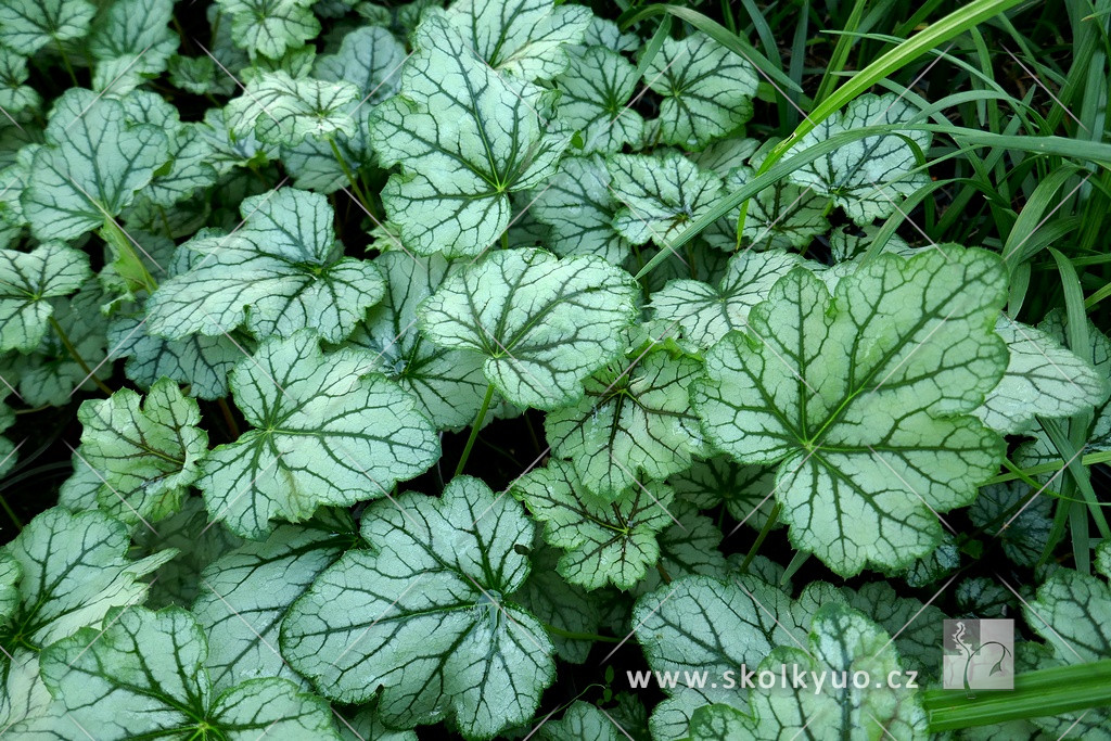 Heuchera ´Venus´