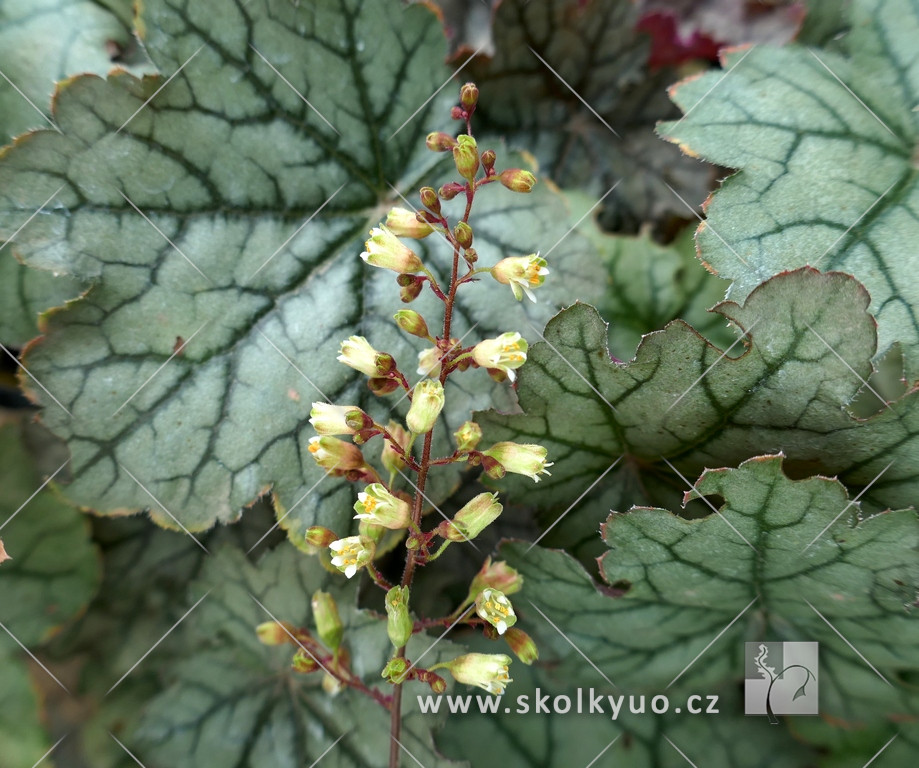 Heuchera ´World Caffe Corretto´