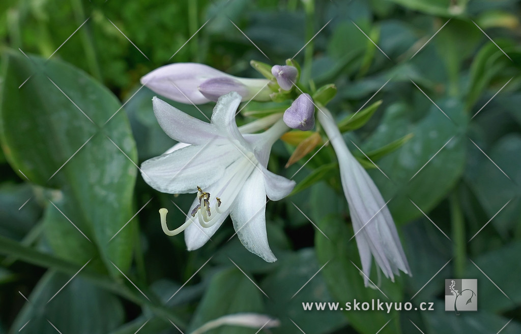 Hosta hybrida ´Fragrant Blue´