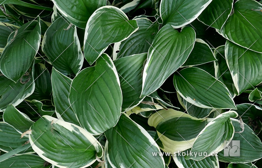 Hosta hybrida ´Francee´