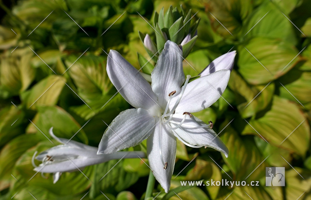 Hosta ´Guacamole´
