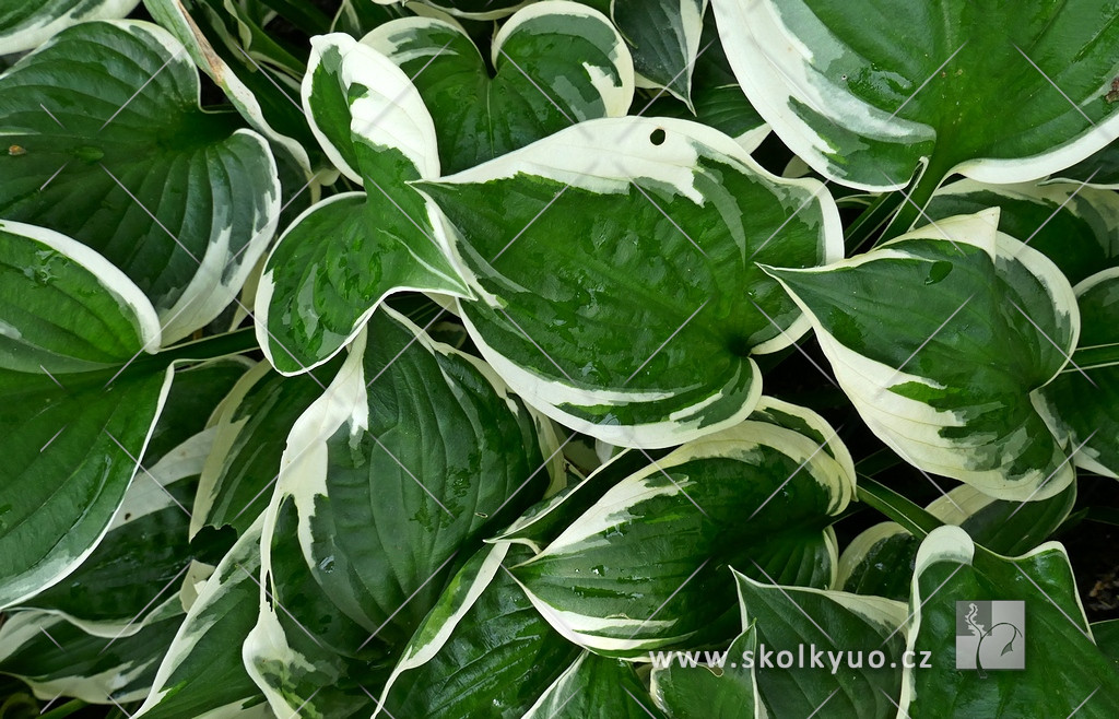 Hosta hybrida ´Patriot´