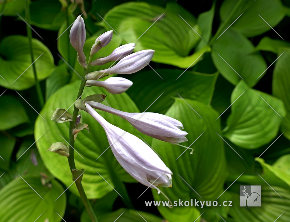 Hosta hybrida ´Sum and Substance´