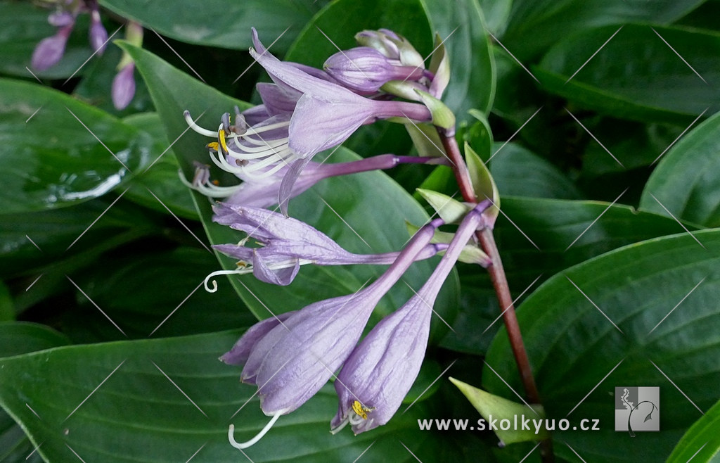 Hosta ´Purple Heart´