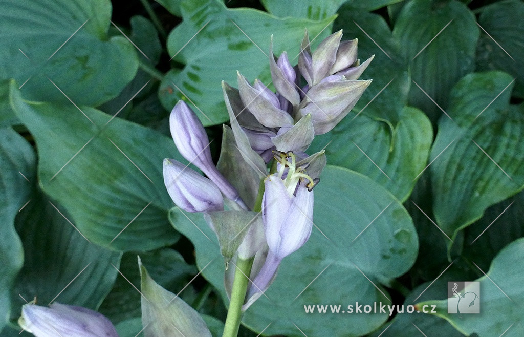 Hosta sieboldiana ´Diamond Lake´