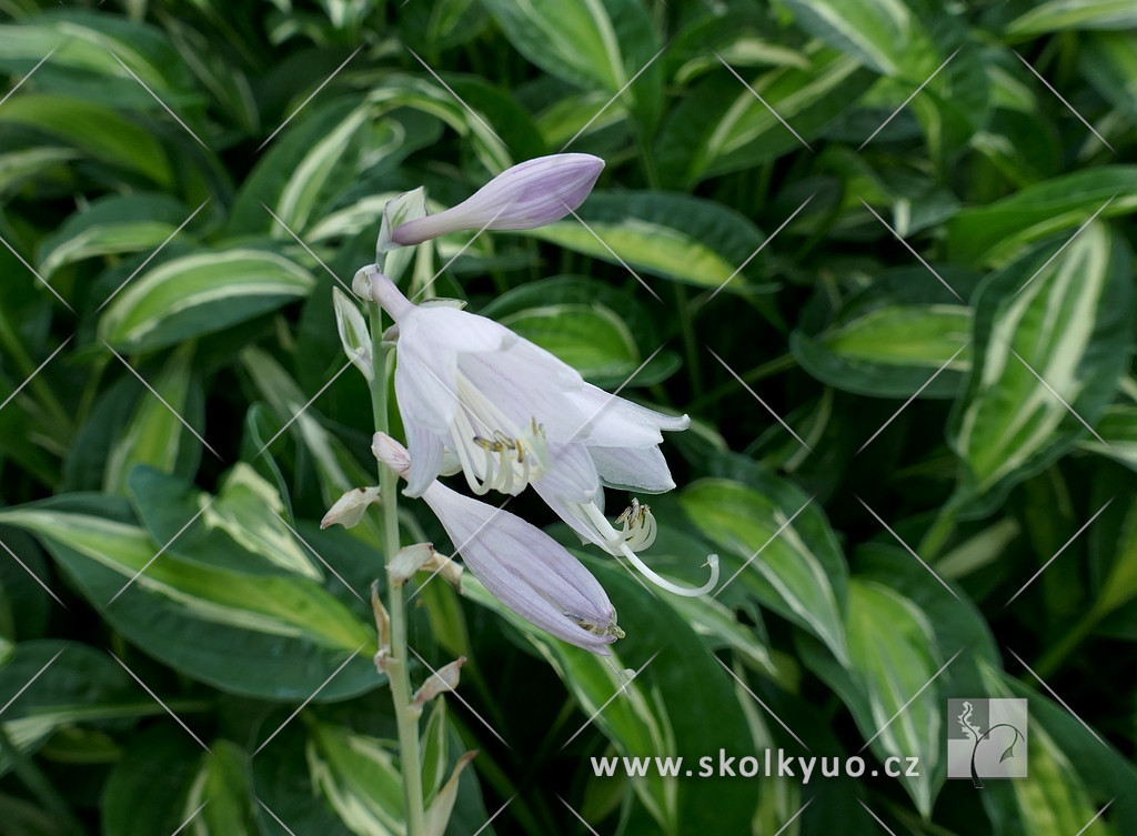 Hosta ´Snake Eyes´