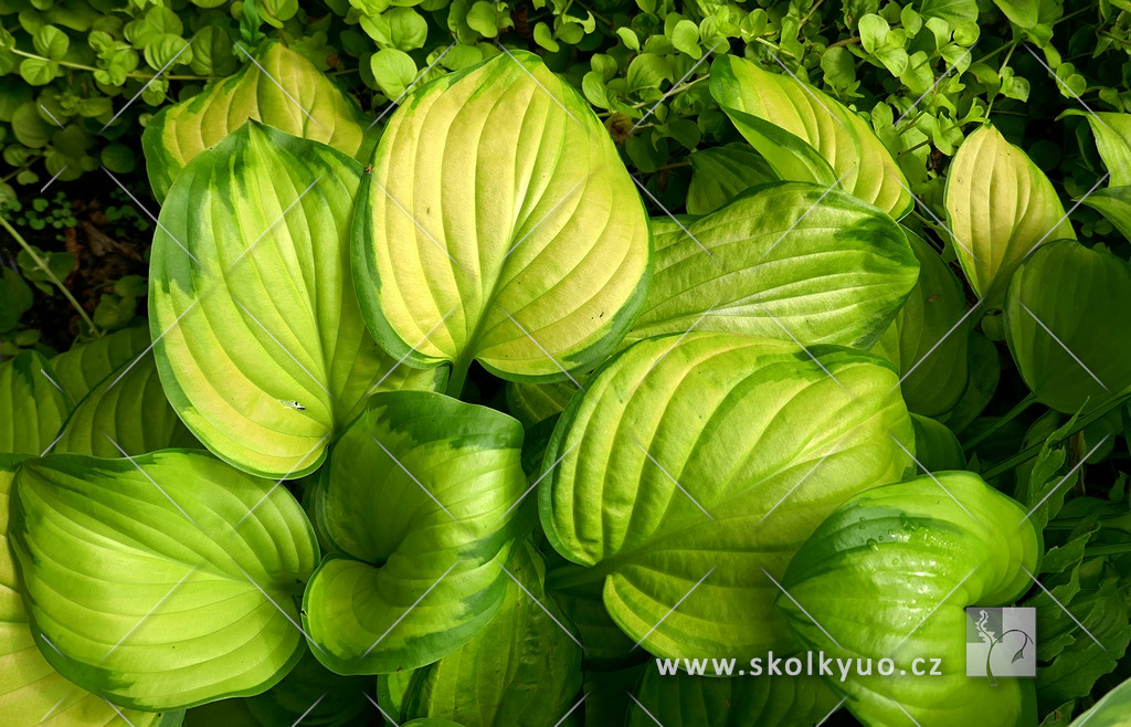 Hosta ´Stained Glass´