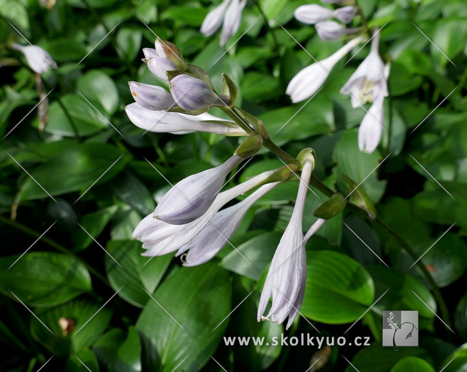 Hosta tardiana ´Devon Green´