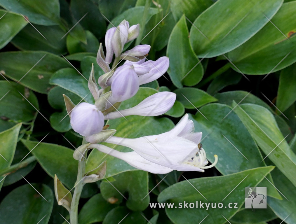 Hosta tardiana ´Halcyon´