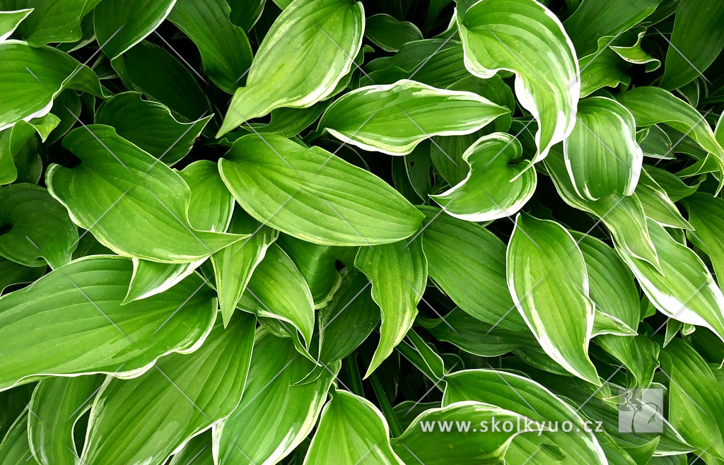 Hosta undulata ´Albomarginata´