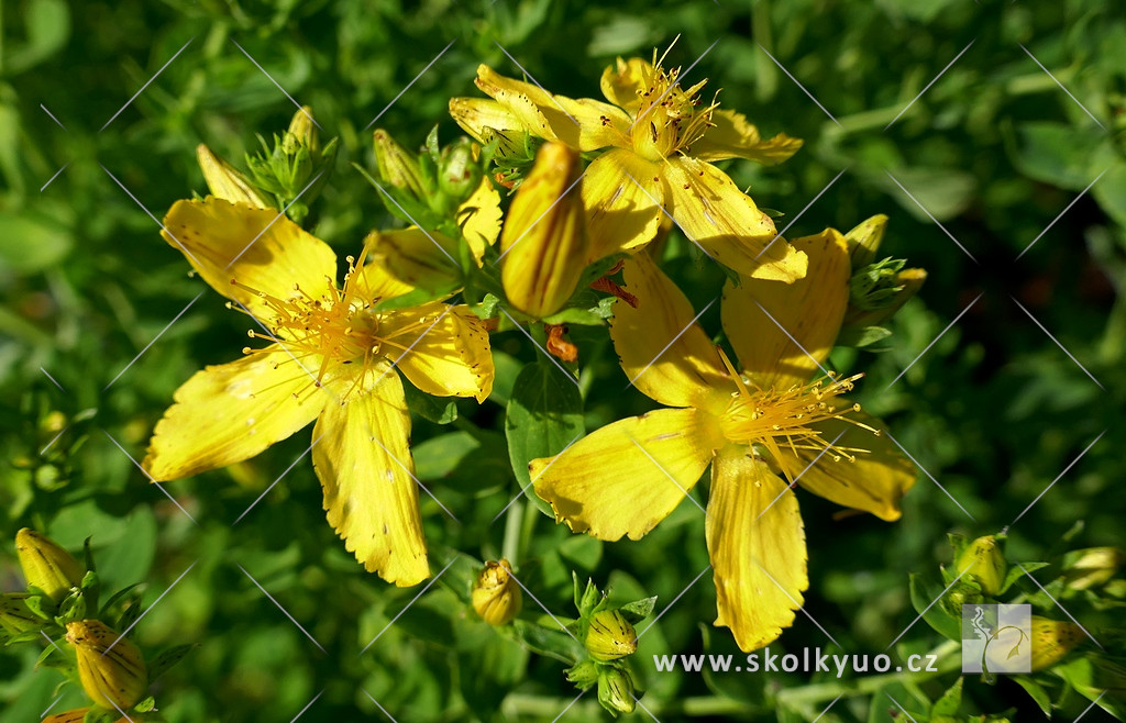 Hypericum perforatum ´Topas´