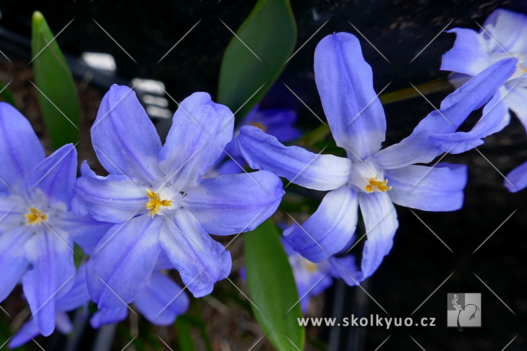 Chionodoxa luciliae