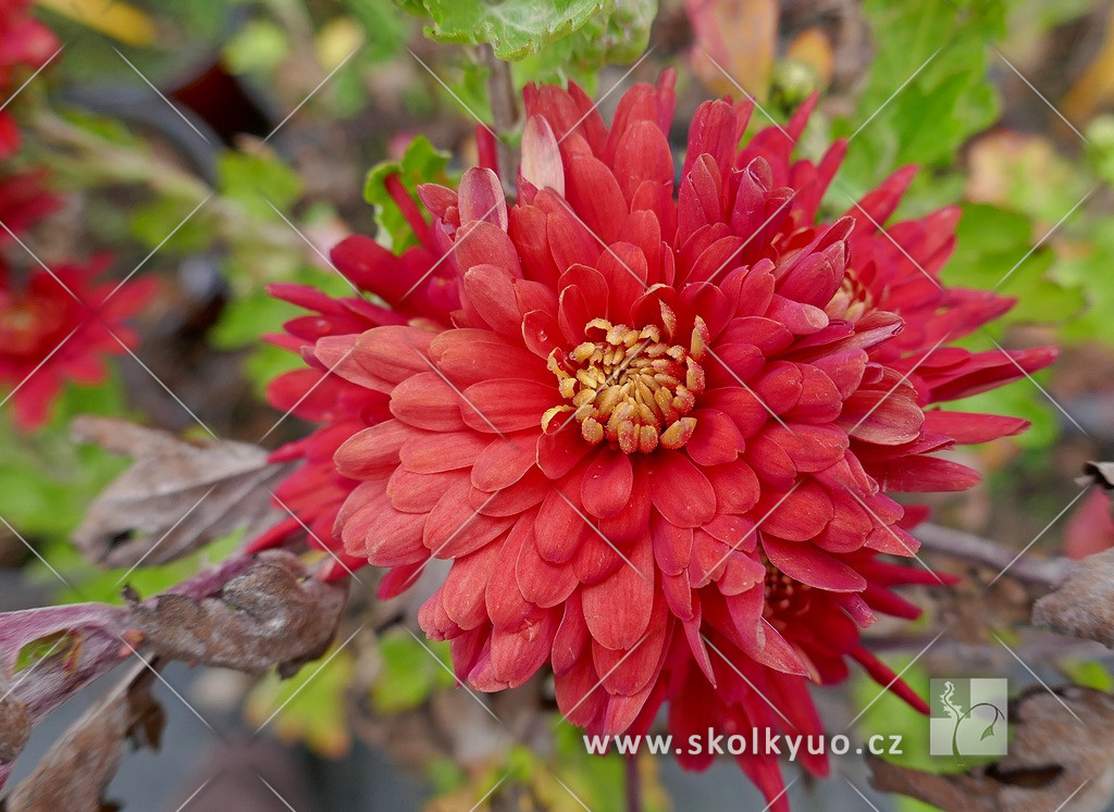 Chrysanthemum indicum ´Brennpunkt´