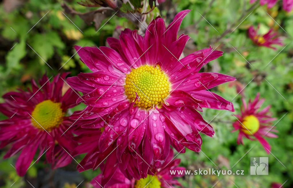 Chrysanthemum indicum ´Oury´