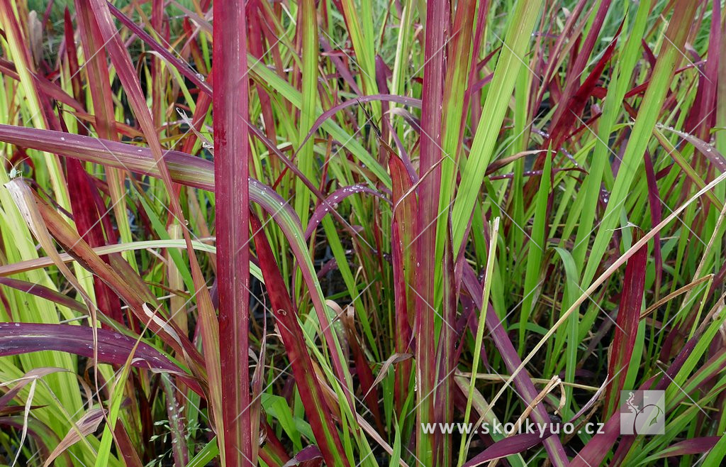 Imperata cylindrica ´Red Baron´