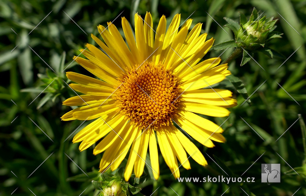 Inula ensifolia ´Compacta´