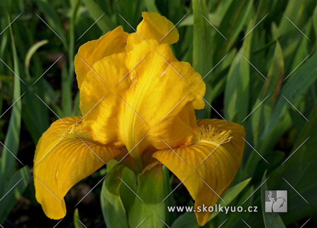 Iris pumila ´Brassie´