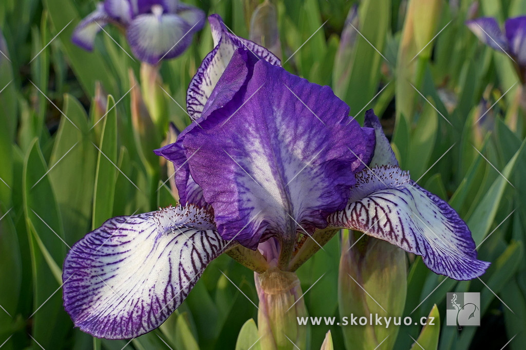 Iris pumila ´Petite Polka´