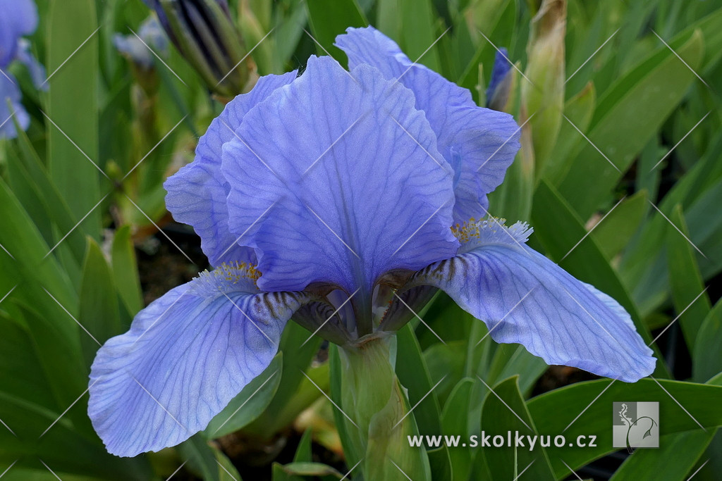 Iris pumila ´Blue Denim´