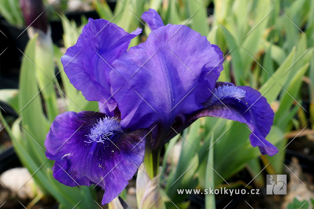 Iris pumila ´Cherry Garden´