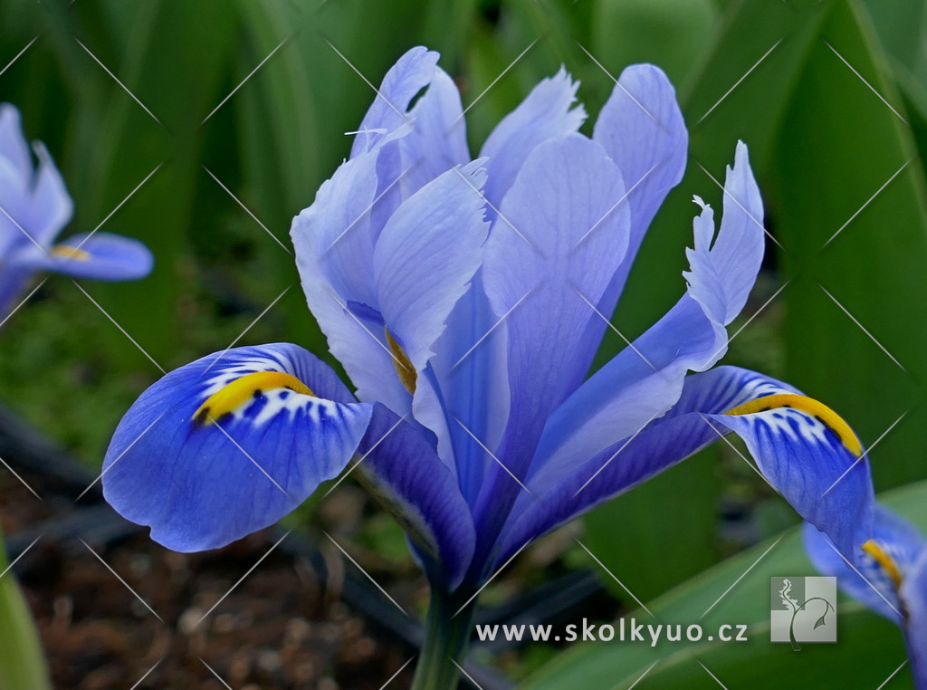 Iris reticulata ´Alida´