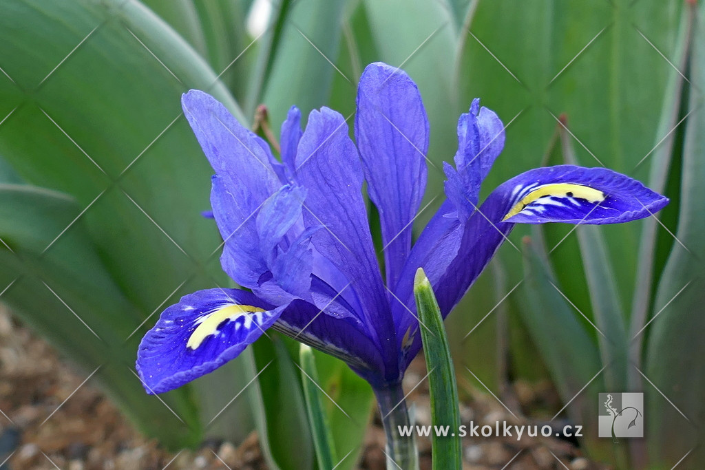 Iris reticulata ´Harmony´