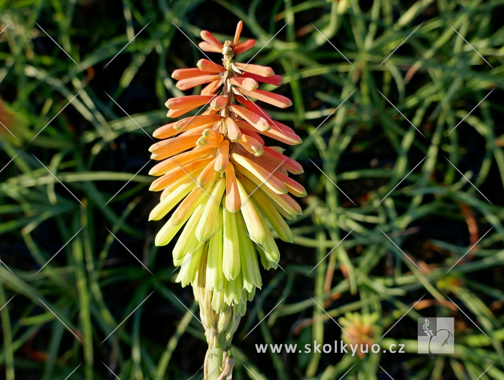 Kniphofia hirsuta ´Fire Dance´