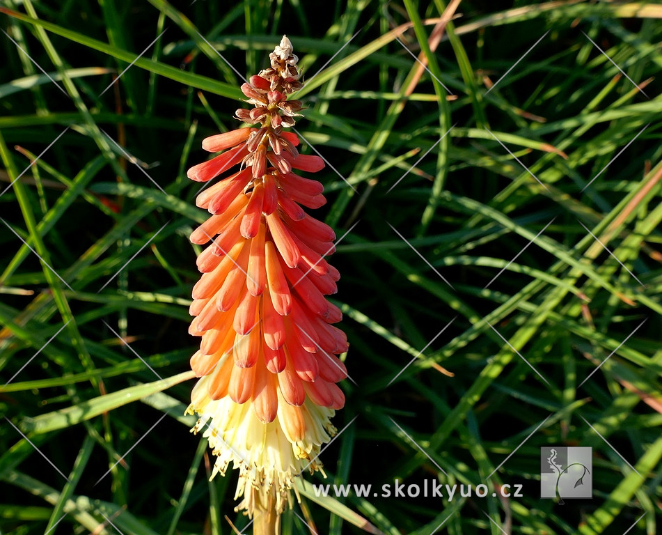 Kniphofia uvaria ´Flamenco´