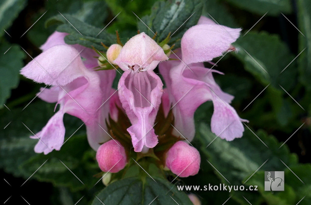 Lamium maculatum ´Schell Pink´