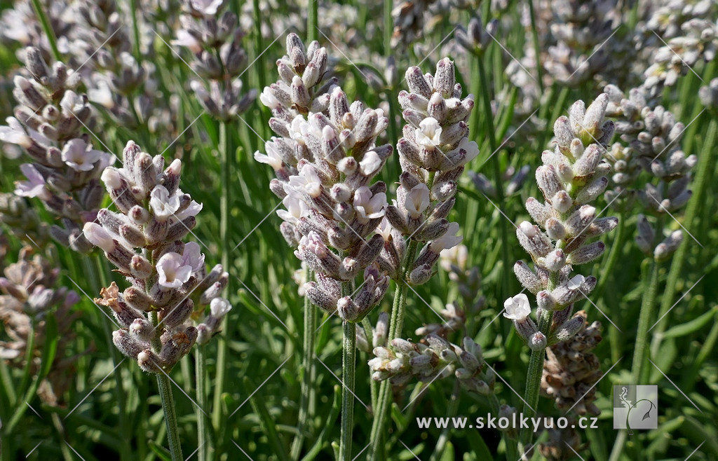 Lavandula angustifolia ´Vintro Pearl´