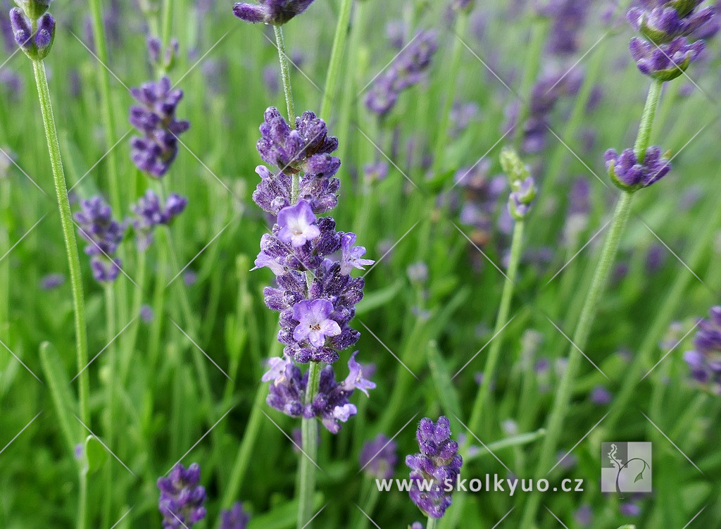 Lavandula angustifolia ´Aromatico Blue´