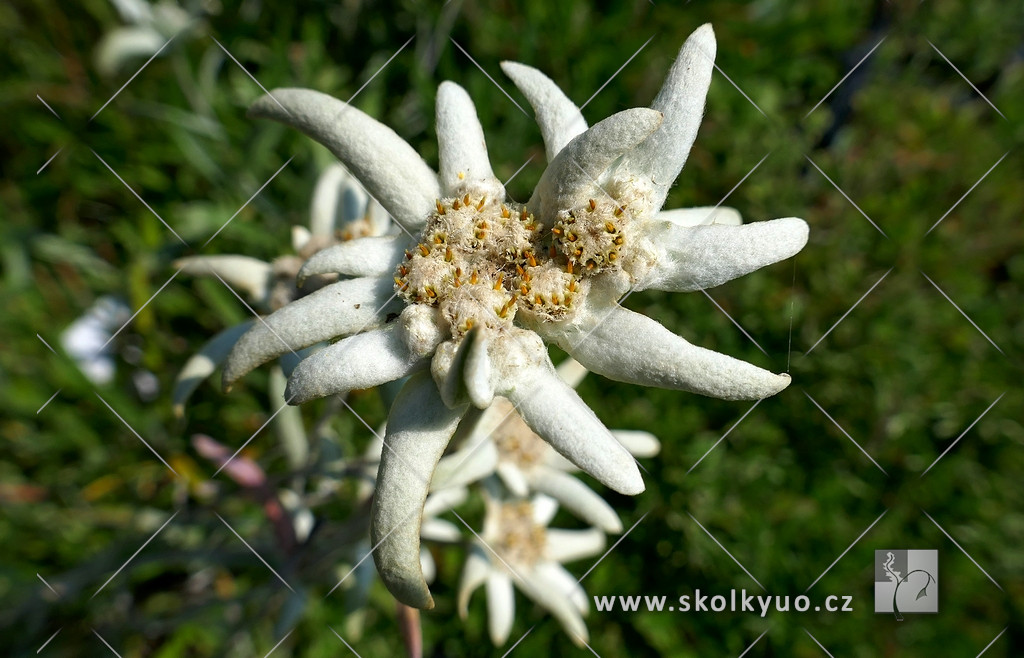 Leontopodium alpinum ´Edelweiss´