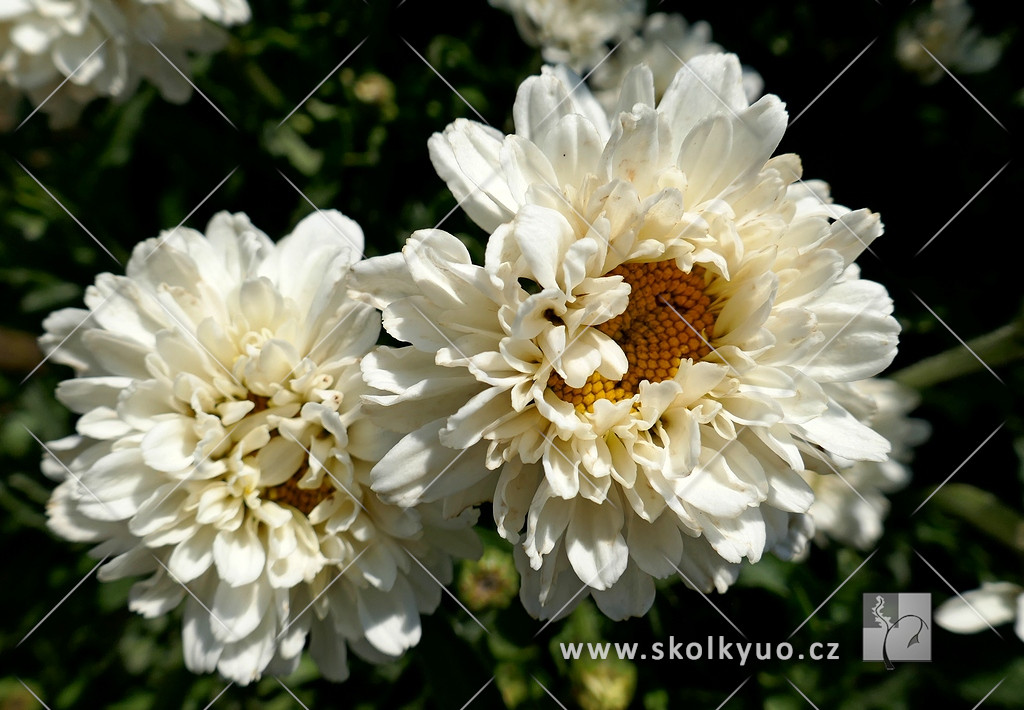 Leucanthemum maximum ´Victorian Secret´