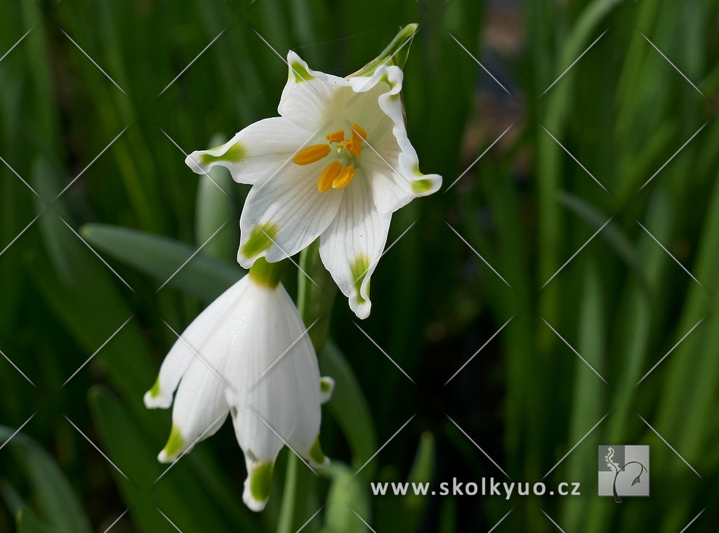 Leucojum aestivum ´ Gravetye Giant