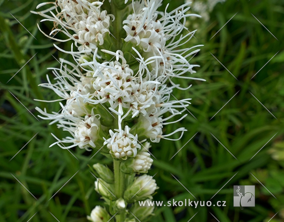 Liatris spicata ´Floristan White´