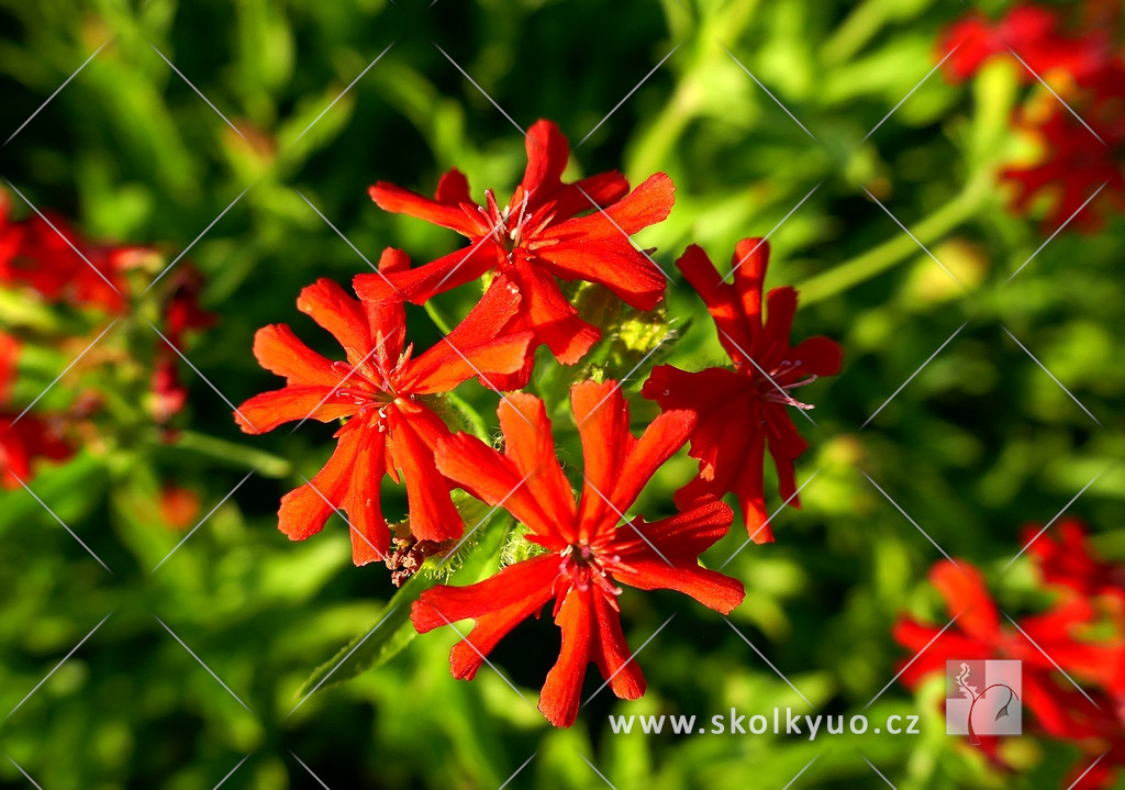 Lychnis chalcedonica