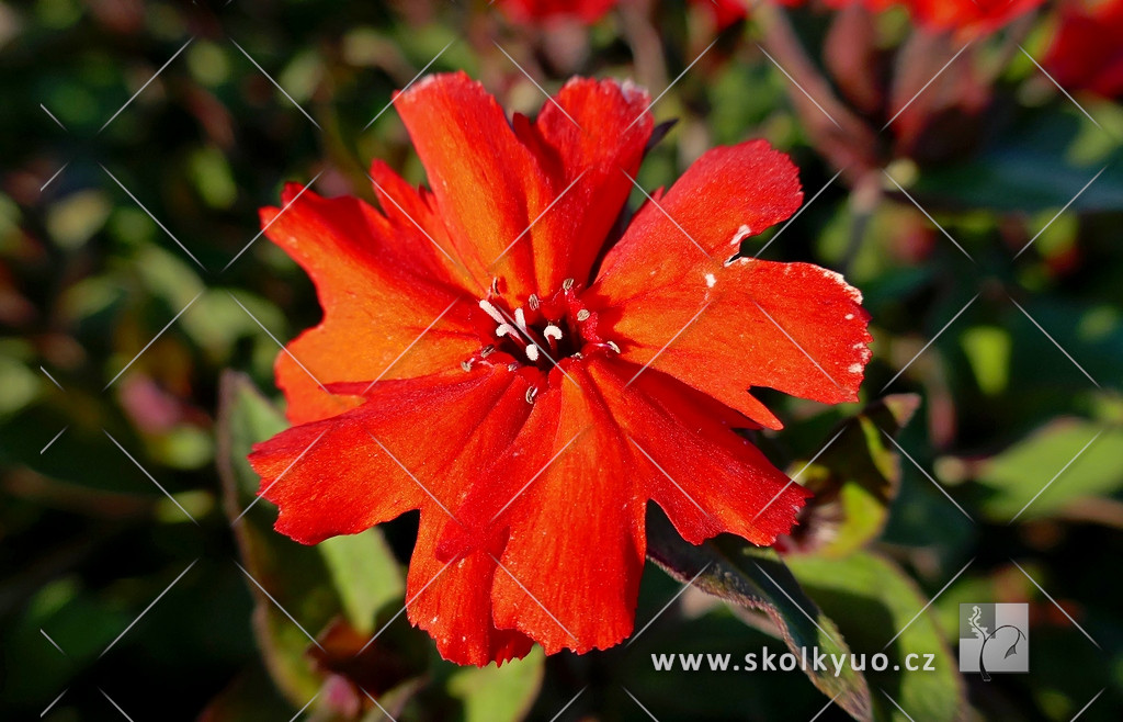 Lychnis haageana ´Molten Lava´