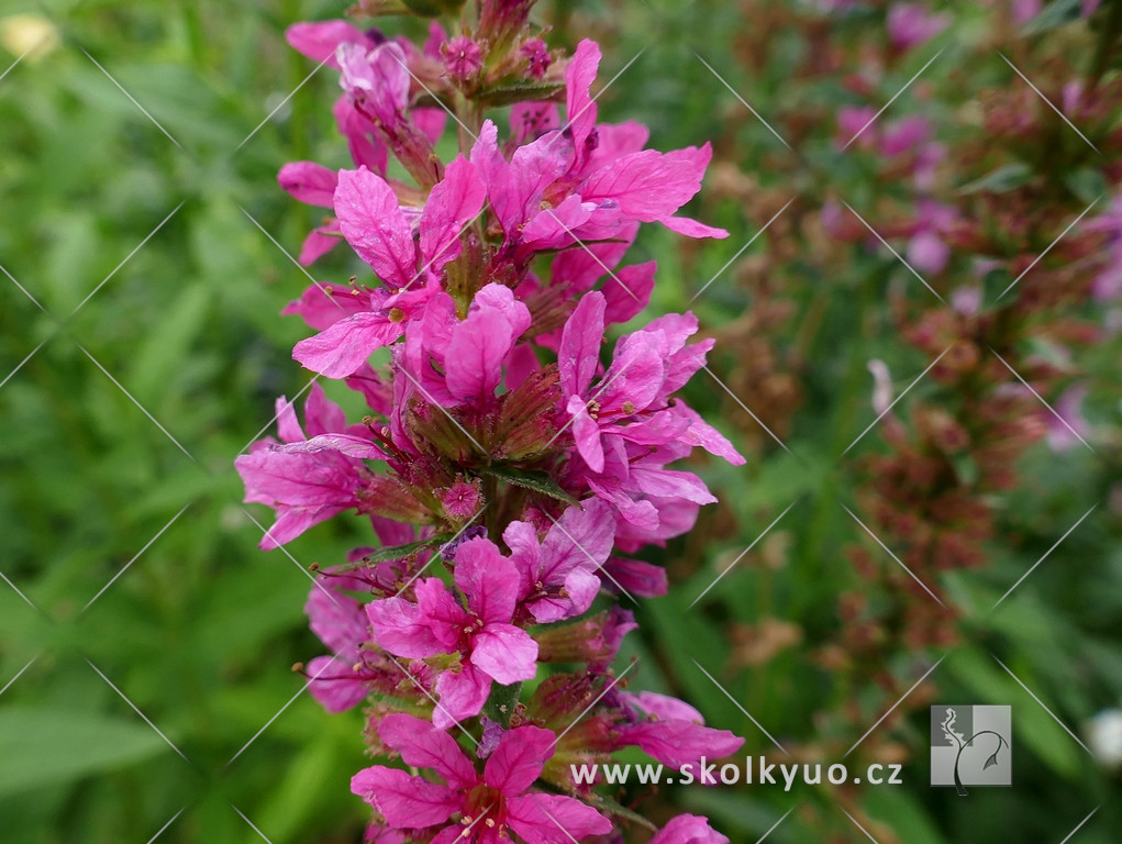 Lythrum salicaria ´Robert´