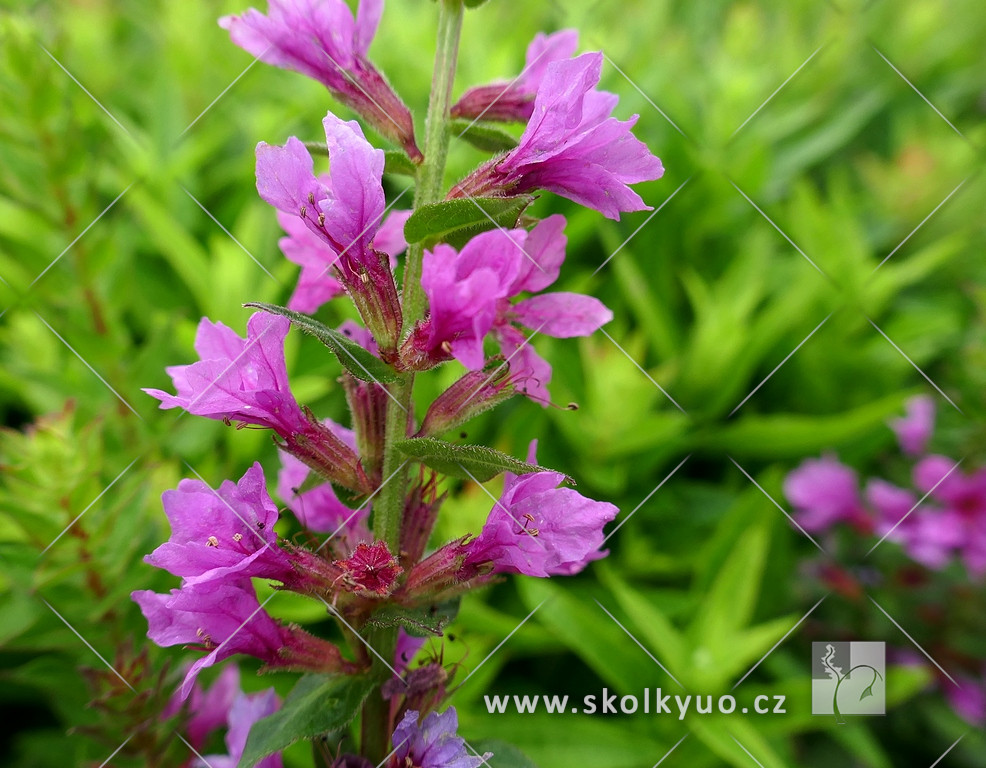 Lythrum salicaria ´Robin´